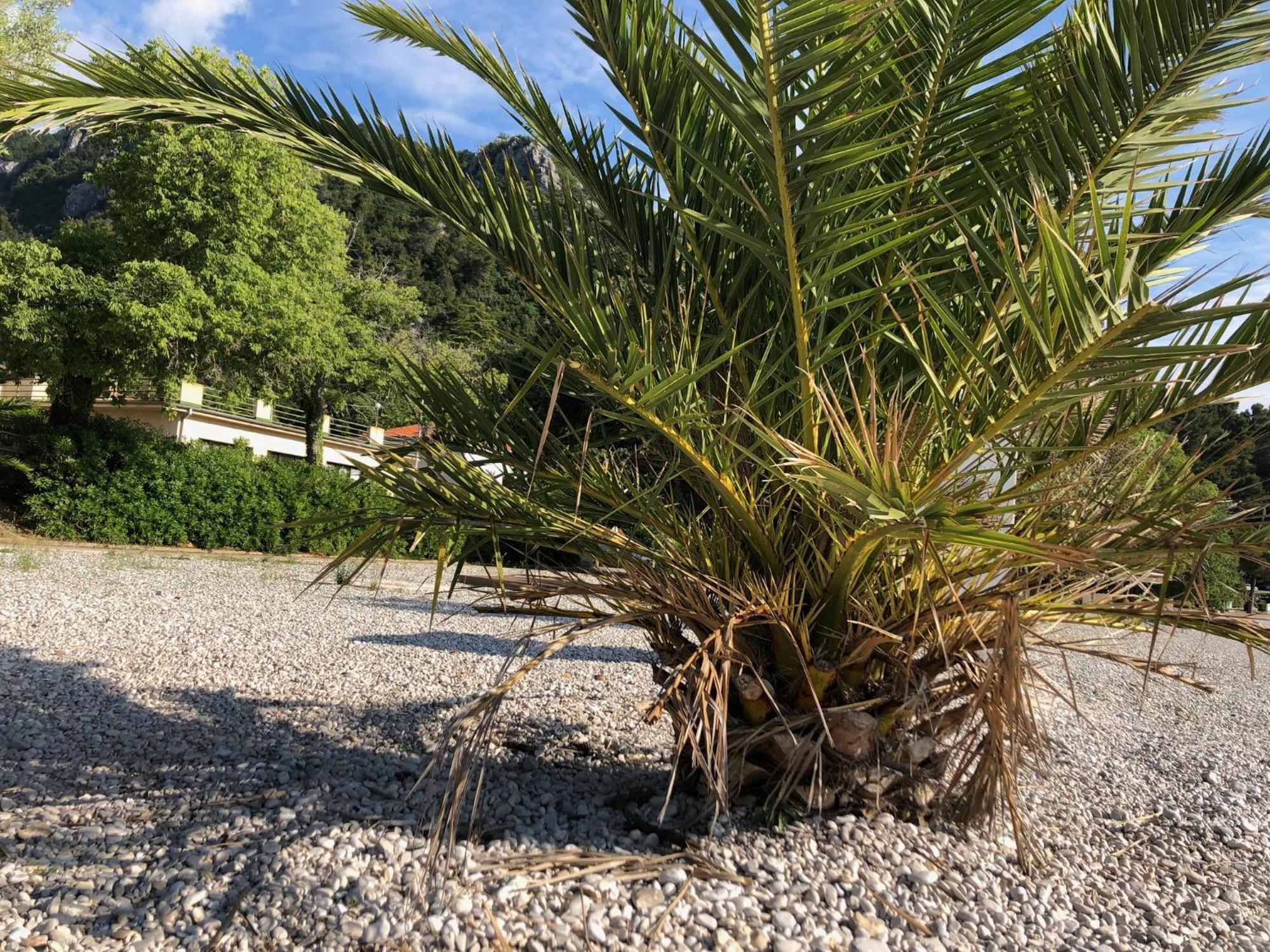Villa Sabine Apartment Losinj Medveja Esterno foto